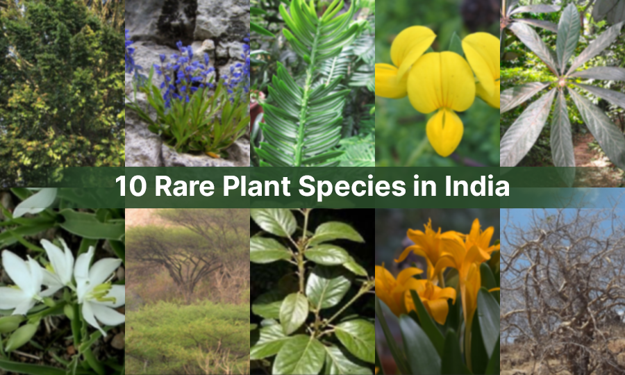 10 Rare Plant Species in India: Botanical Wonders
