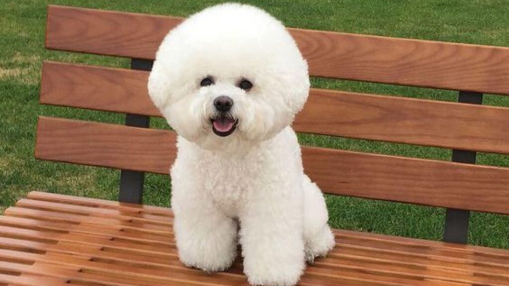  Bichon Frise