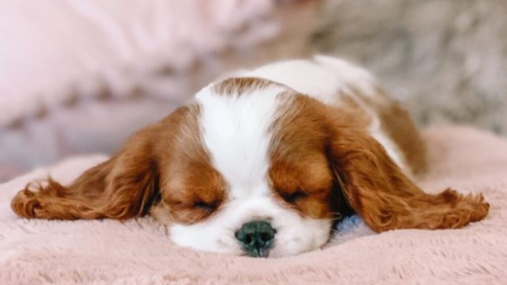 Cavalier King Charles Spaniel