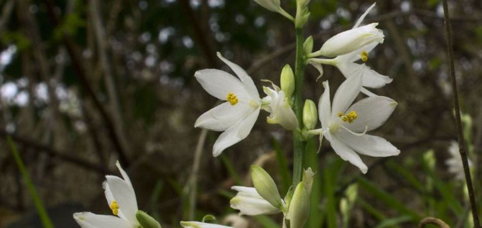  Chlorophytum Tuberosum