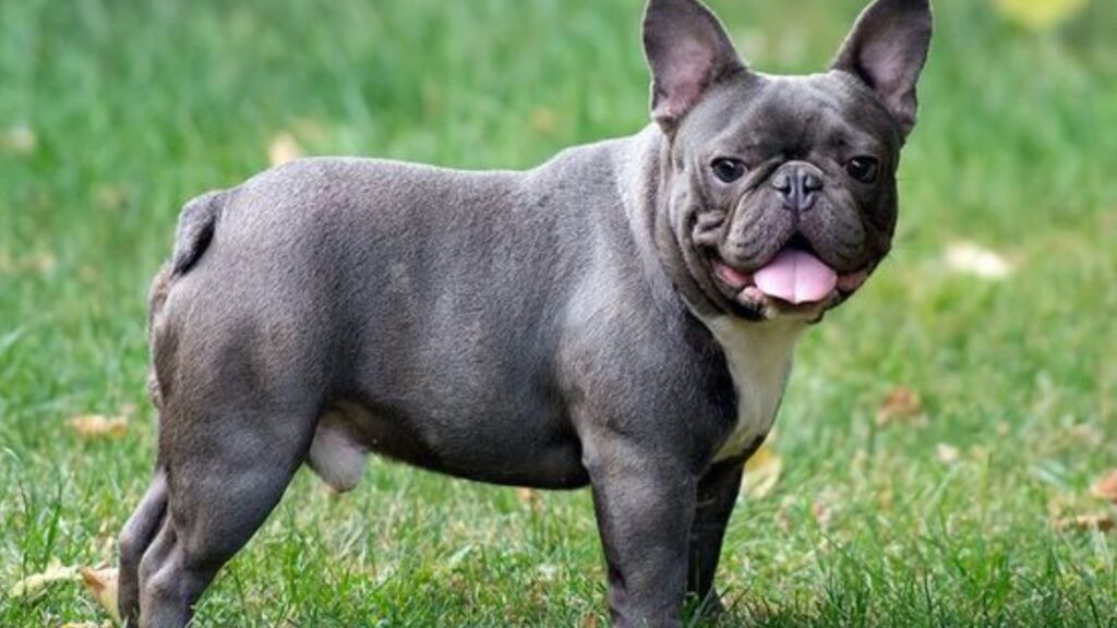 French Bulldog 