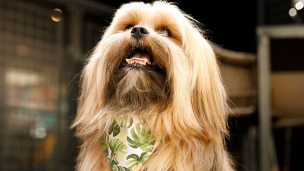 Lhasa Apso