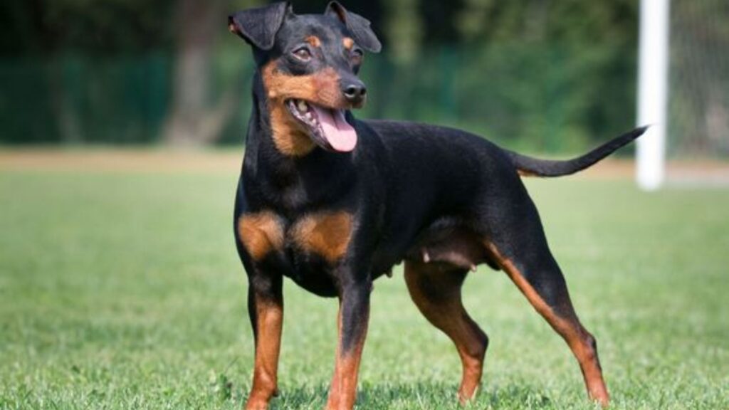 Miniature Pinscher