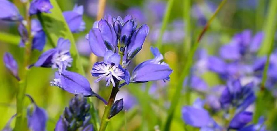 Polygala Irregulars