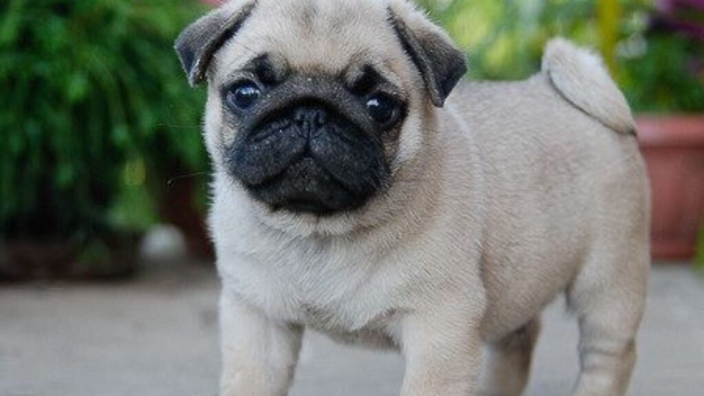 Pug