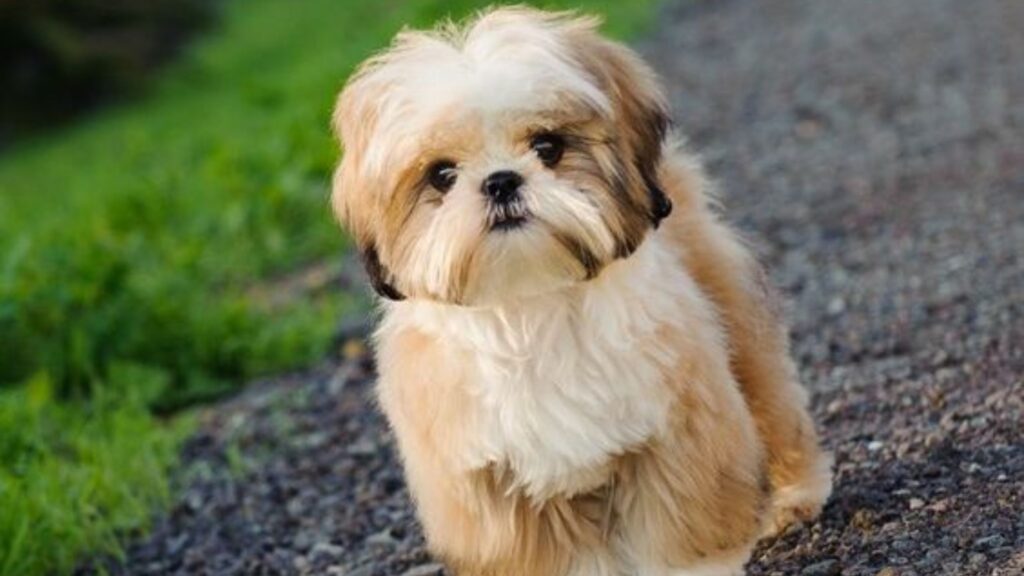 Shih Tzu