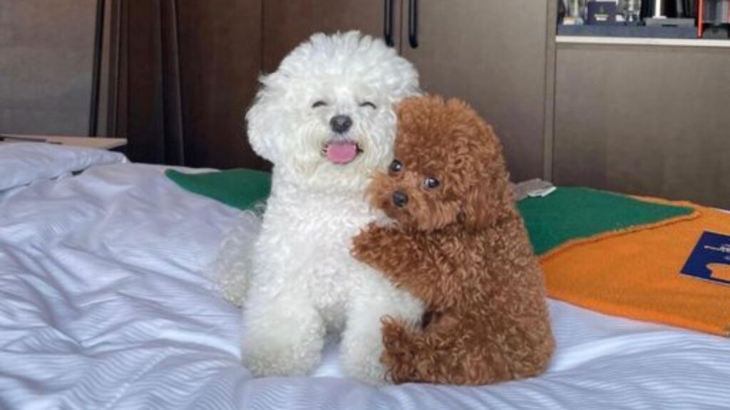 Toy Poodle