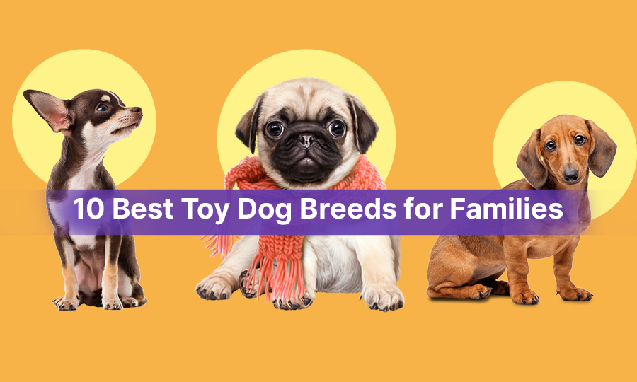 10 best Toy Dog Breeds For Families