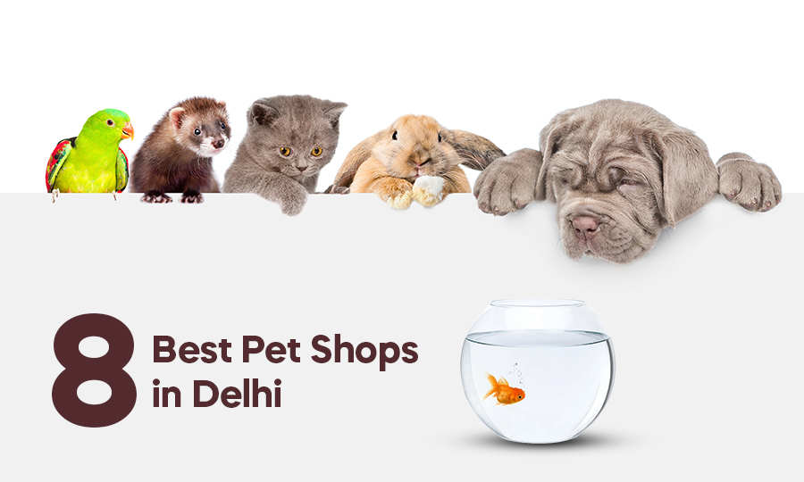 8 best pet shops in Delhi